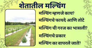 मल्चिंग