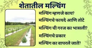मल्चिंग