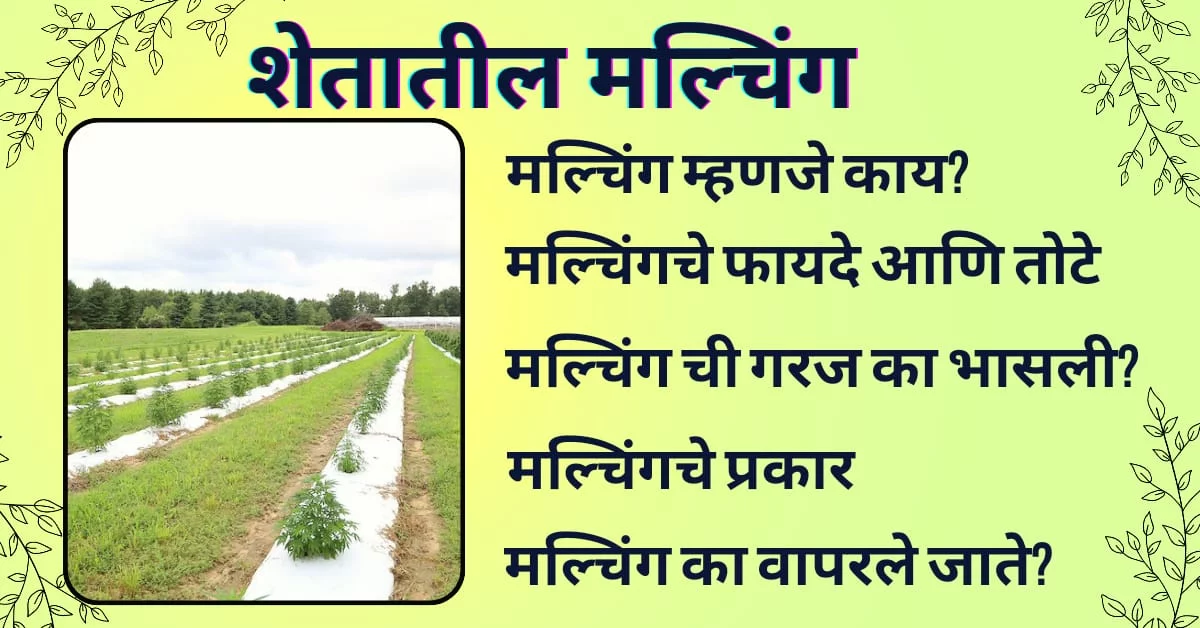 मल्चिंग