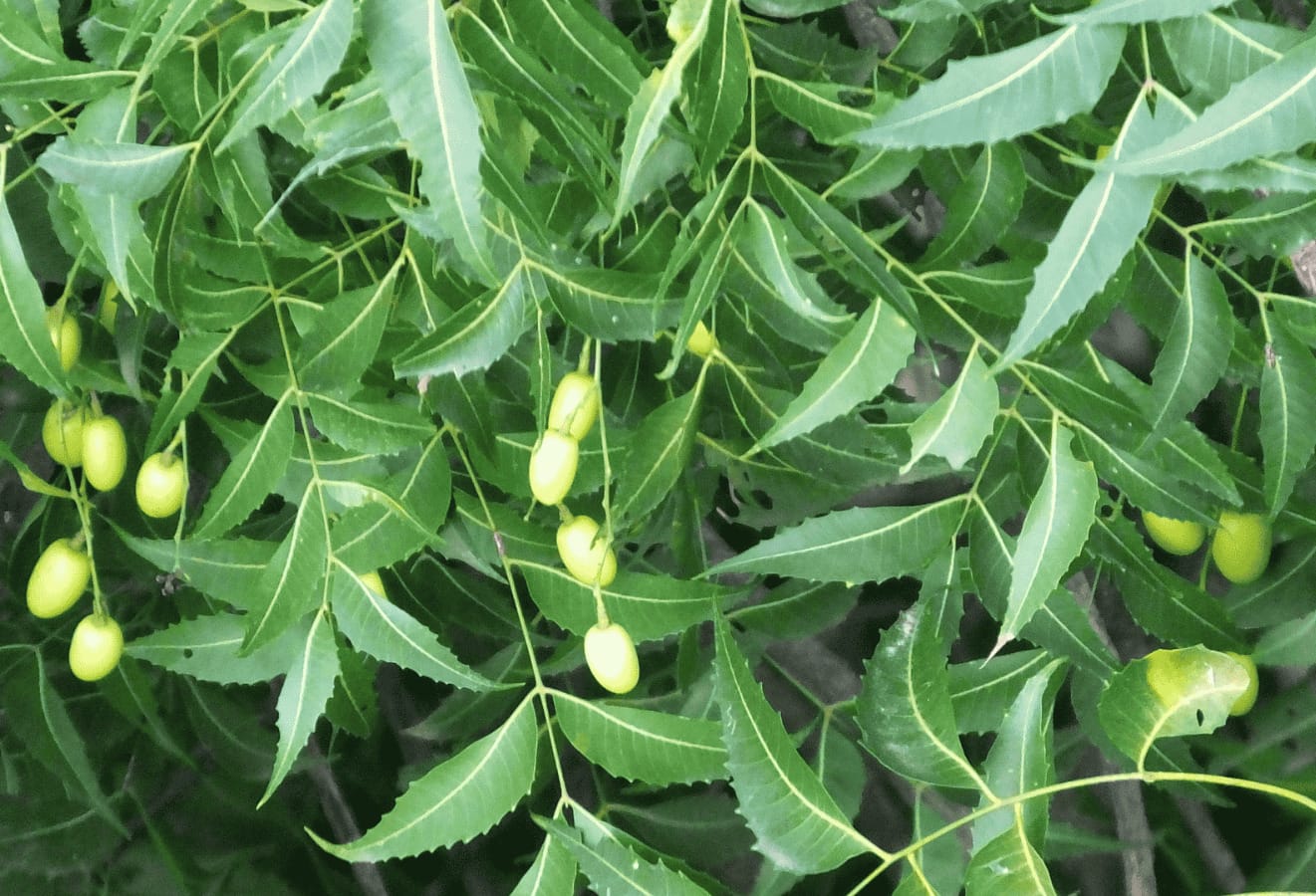 कडुलिंब